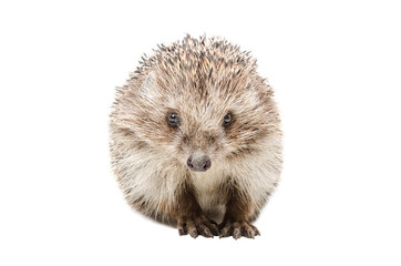 Wall Mural - portrait of a pretty hedgehog