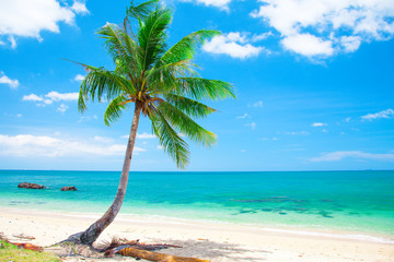 Poster - tropical beach with coconut palm