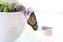 Monarch Butterfly On A Flower 