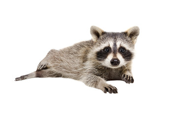 Wall Mural - portrait of a funny raccoon lying isolated on white background