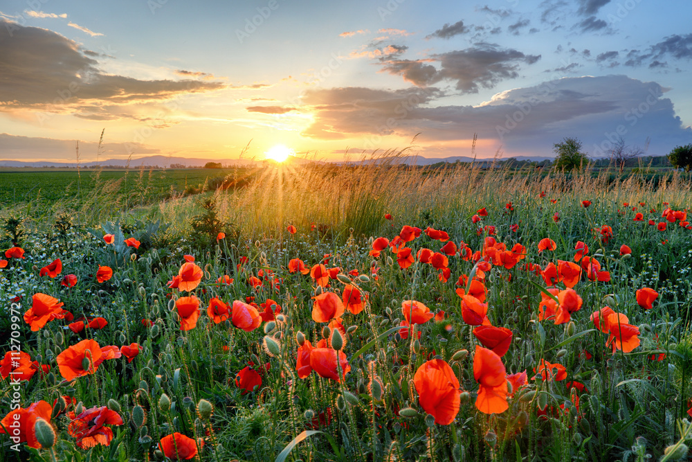 Poppies field flower on sunset - obrazy, fototapety, plakaty 