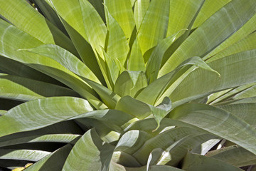  Above  Close up View of  Green Plant Leaves