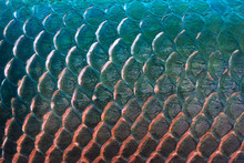 Fish Scale Texture For Background, Colorful Concept