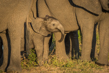 Baby Elephant Dwarfed By Adults Facing Camera