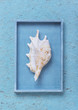 Seashell in the blue box on handmade paper