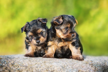 Two Little Yorkshire Terrier Puppies