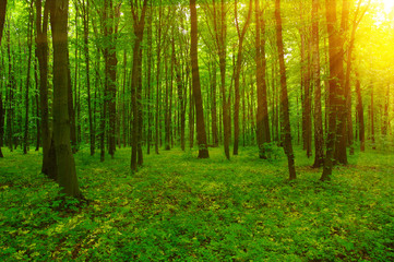  Forest and sun