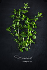 fresh green oregano from above on a dark slate plate, sample text