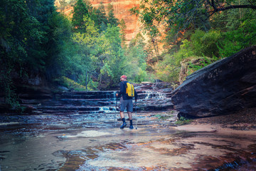 Wall Mural - Hike in Zion