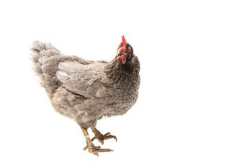 Poster - gray hen isolated