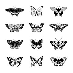 Set of realistc butterfly