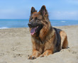german shepherd on a beach