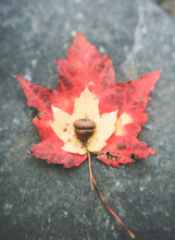 Red And Yellow Maple Leaf With Acorn, Still Life