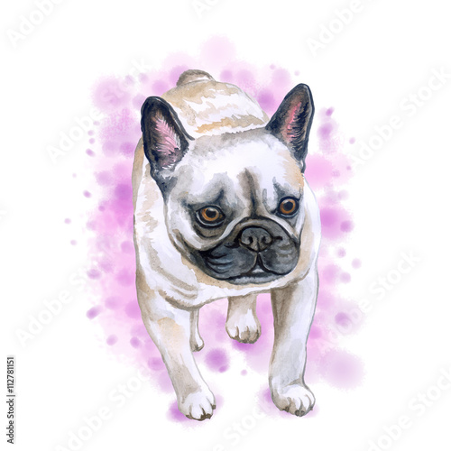 Watercolor Closeup Portrait Of French Bulldog Dog Isolated On Pink