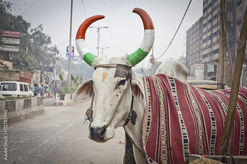 Fototapeta na szkło Indyjska krowa z rogami, pomalowana w barwach narodowej flagi Indii, wykonana w New Delhi