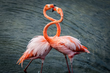 Pink Flamingos Sparring