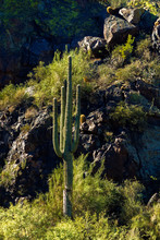 Saguaro Cactus On Mountainside