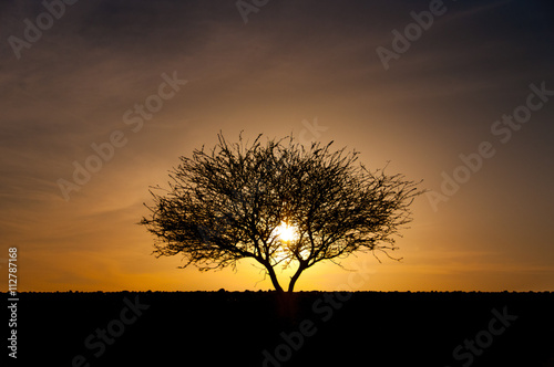 Láminas Silhouette of tree in desert at sunset