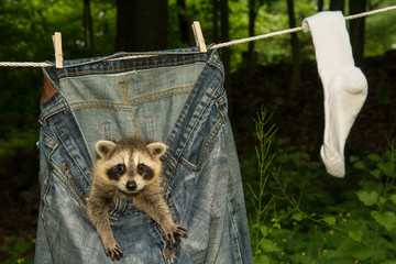 Wall Mural - A baby raccoon playing in the laundry drying on the clothes line.