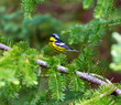 The Magnolia Warbler is a handsome and familiar warbler of the northern forests. Though it often forages conspicuously and close to the ground, it is a very shy and hard to photograph.