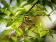 The Magnolia Warbler is a handsome and familiar warbler of the northern forests. Though it often forages conspicuously and close to the ground, it is a very shy and hard to photograph.