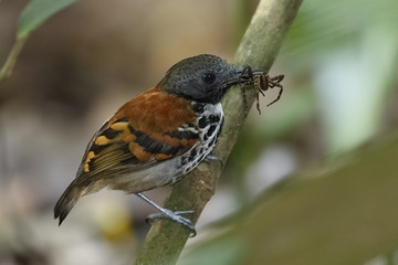 Wall Mural - Spotted Antbird (Hylophylax naevioides) eating a spider - Gamboa