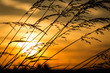 Sunset through the grass reeds against a dramatic golden sky