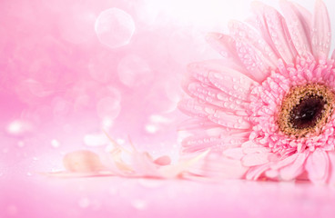  the sweet pink Gerbera flower with water droplet, romantic 