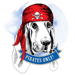 Wall Mural - Portrait of a Basset Hound dog wearing a pirate's bandana with the image of a skull. Vector illustration.