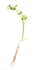 Canvas Print - green coriander with root isolated on white