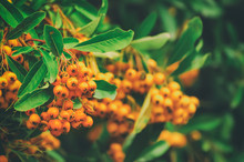 Red Autumn Berries Of Pyracantha With Green Leaves, Natural Seasonal Fall Background