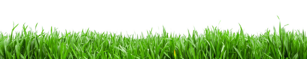 Grass in high definition isolated on a white background