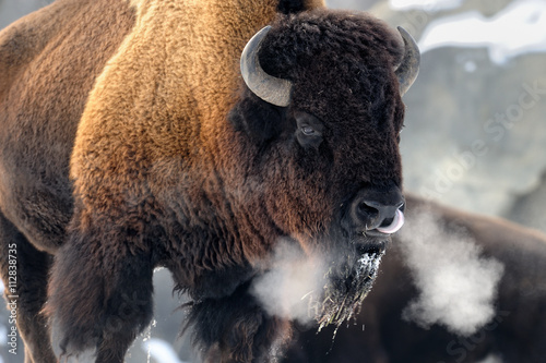 Fotografia, Obraz American bison (Bison bison) breathing in cold winter