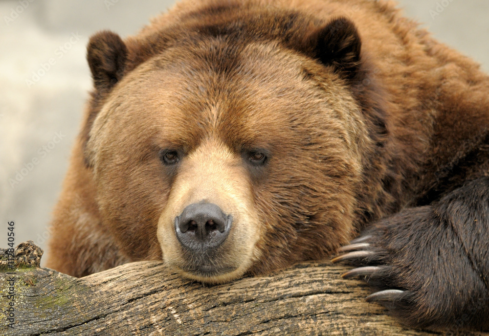 Alaskan Brown (Grizzly) Bear - obrazy, fototapety, plakaty 