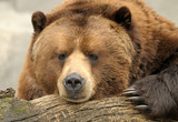 Fototapeta  - Alaskan Brown (Grizzly) Bear