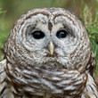 Barred Owl (Strix varia) closeup portrait