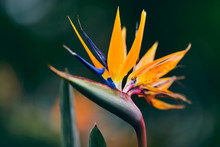 Close-up Of Blossoming Strelitzia Flower During Spring