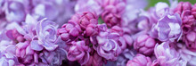 Floral Background, Red Lilac