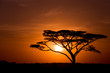 Acacia Tree against sunrise in the Serengeti in Tanzania