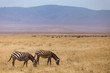 Grazing Zebras in the Ngorongoro Crater in Tanzania