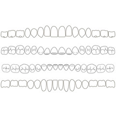 Poster - Dentition, the crown portion of the tooth