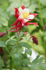 Wall Mural - aquilegia flower 'red hobbit' and stem with leaves