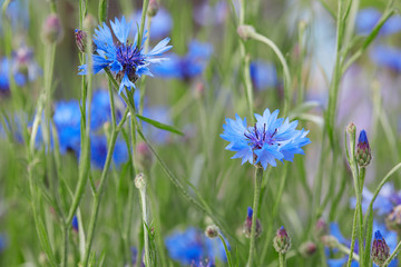 Wall Mural - cornflowers, centaurea cyanus, blue flowers macro background