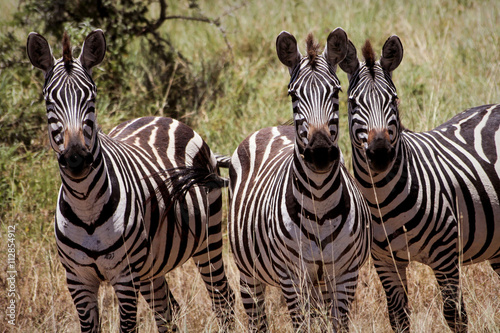 Plakat Zebry w Africa parku narodowym