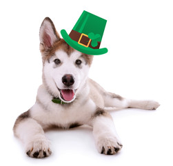 Canvas Print - Funny happy dog with St. Patrick's Day hat, isolated on white