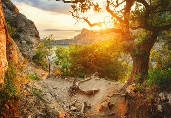 Wall Mural - Sunrise mountain forest. Beautiful colorful landscape in summer. Sunny morning in Crimea.