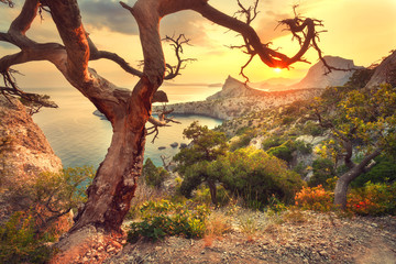 Wall Mural - Landscape with beautiful view on mountain valley and old tree, blue sky and sea at sunrise