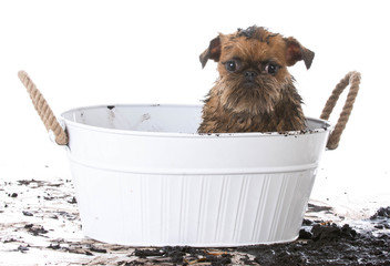 muddy dog getting a bath