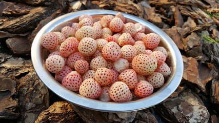 Poster - Pineberry