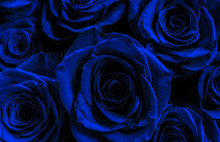 Dark Blue Roses Isolated On A Black Background. Greeting Card Wi